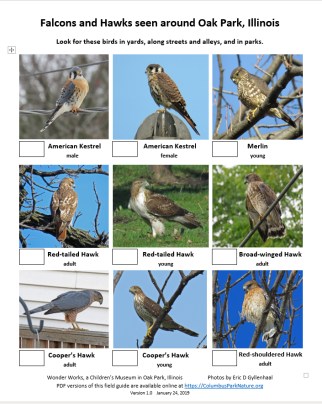 falconshawkschecklist