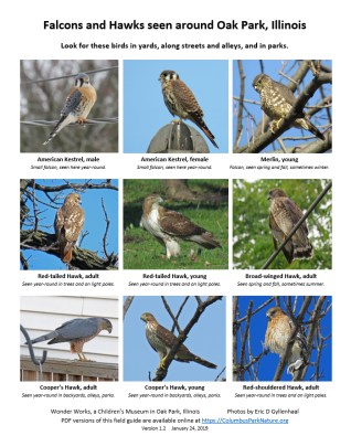 falconshawksfieldguide