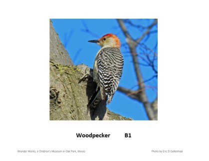 morebirdswoodpeckerposter