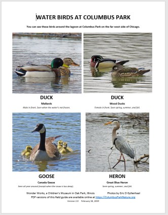 SimplifiedWaterBirds