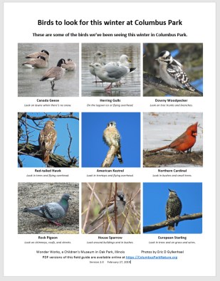 WinterBirdsColumbus