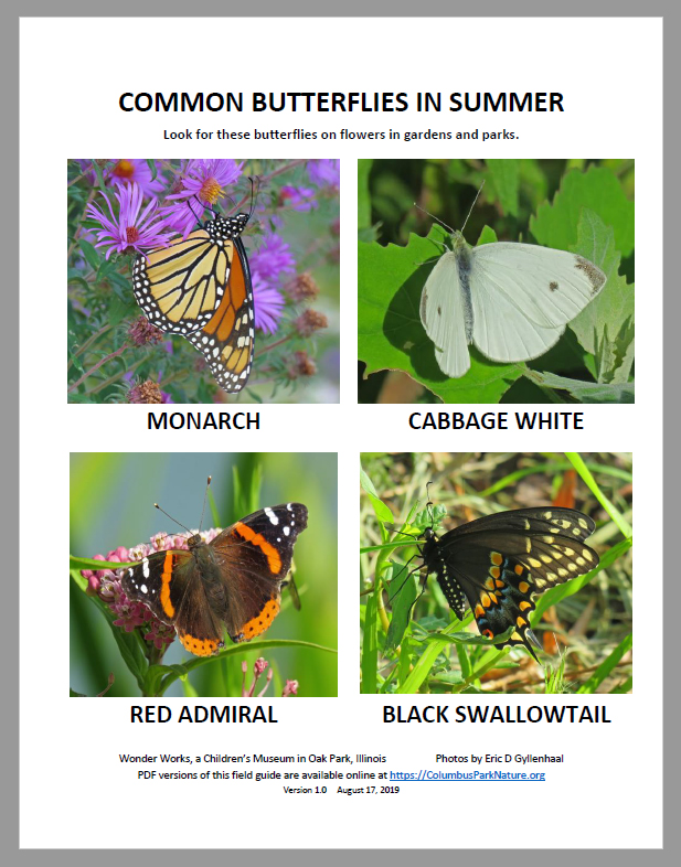 CommonButterfliesSummer