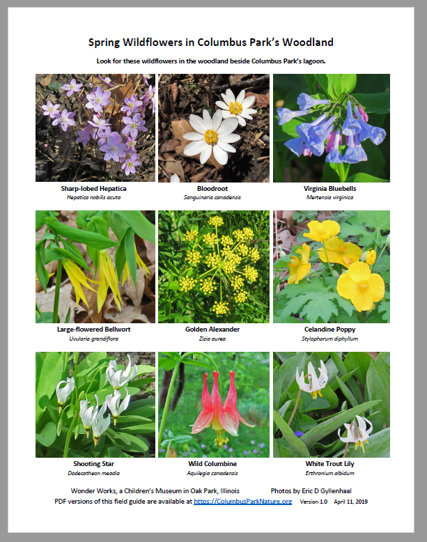 EarlySpringWildflowers