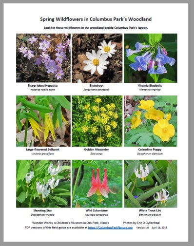 EarlySpringWildflowers