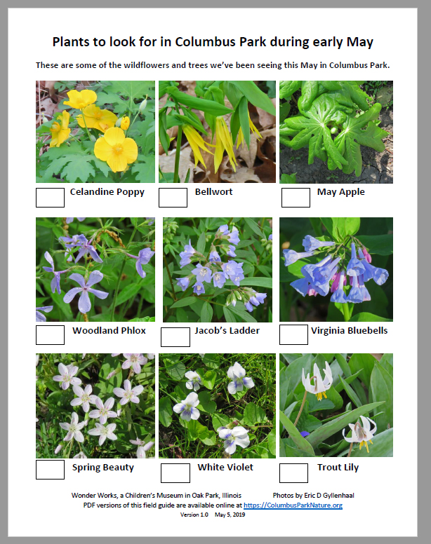 EarlyMayFlowersColumbus