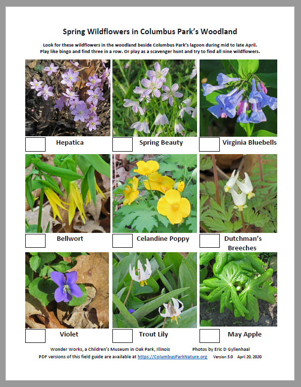 EARTH-DAY-Spring-Wildflower