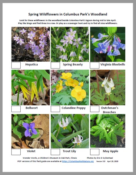 EARTH-DAY-Spring-Wildflower